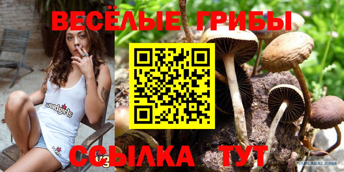 купить  сайты  Псилоцибиновые грибы Magic Shrooms  Галлюциногенные грибы Psilocybe  Вход с VPN  Всеволожск 